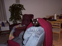 The Cat