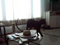 3/15 - cat trying to eat my antlers