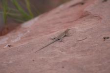 Lizard